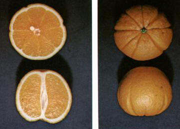 Alanya dilimli.........